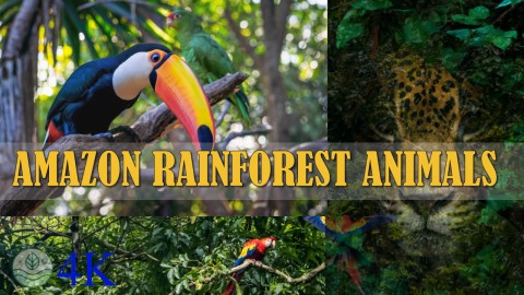 Amazon Rainforest Animals | Music Relaxation