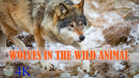 Wolves in the wild Animal : Exploring the Lives of Nature’s Top Predators! 4K